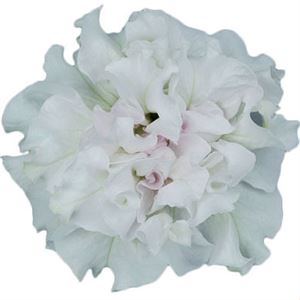 Afbeelding van Petunia double P12 White